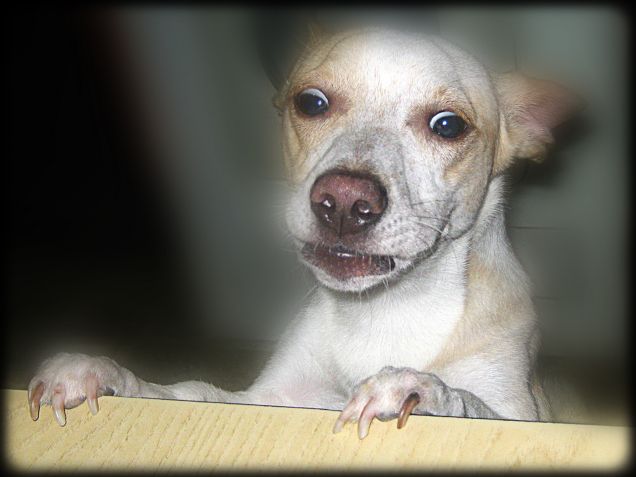 Espressione divertente