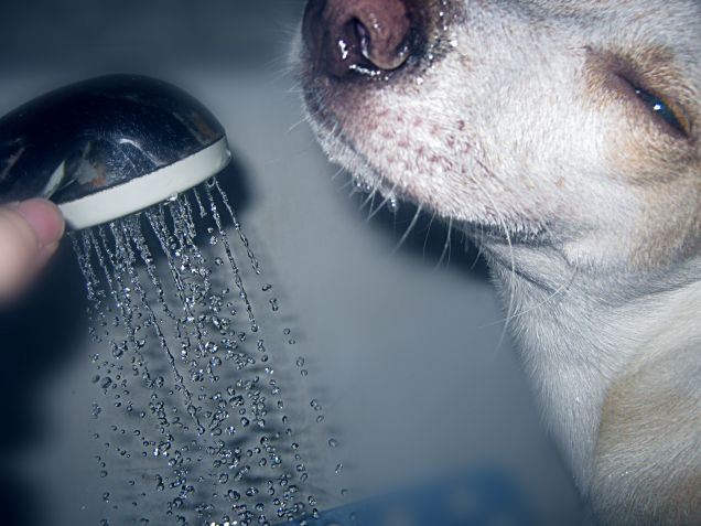 Ah che goduria l'acqua fresca!