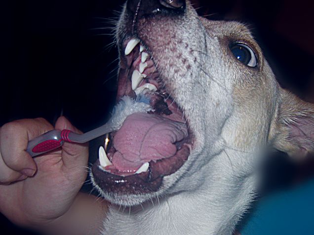 L'igiene orale è importante