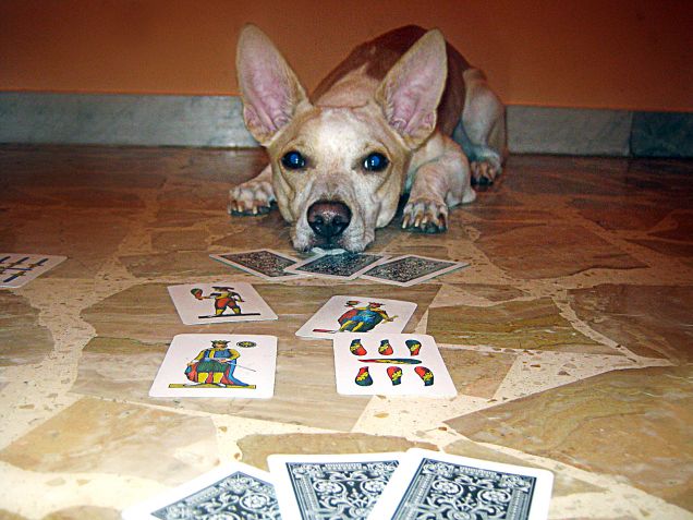 Ora tocca a te... Scopa!