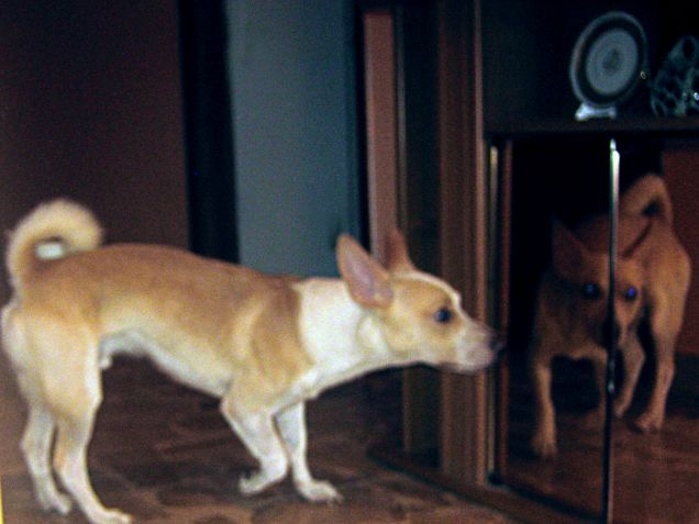 Quando una è vanitoso