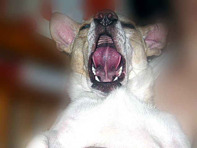 ATTENZIONE: sbadiglio contagioso se lo guardate troppo