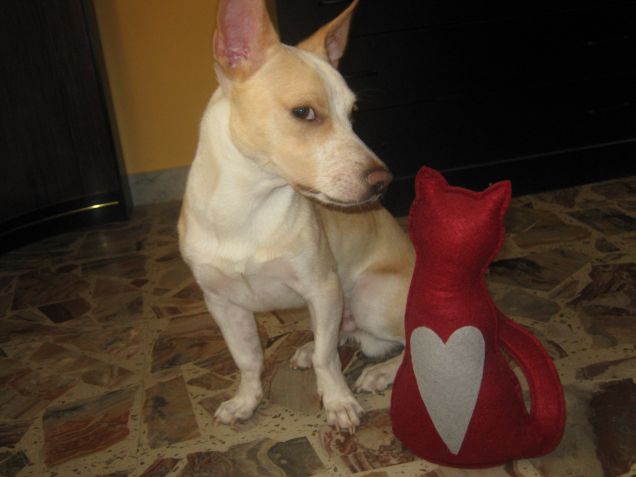 E questo gatto chi è? Da dove viene?