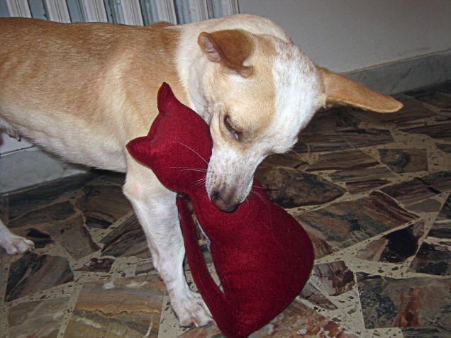 Meglio mettere in chiaro chi comanda in questa casa