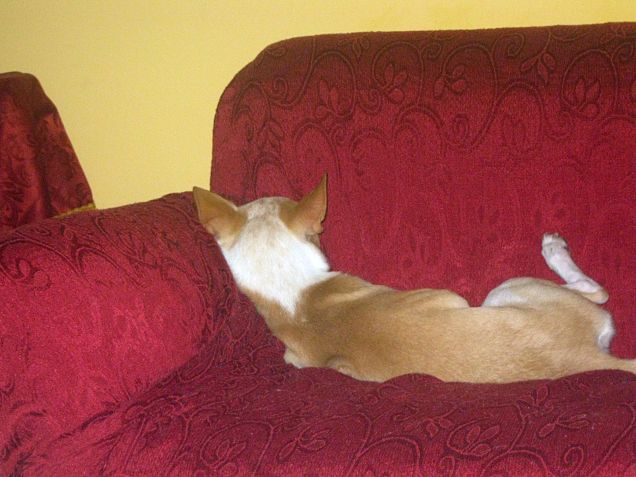 Poi lo trovi a dormire così... temporale