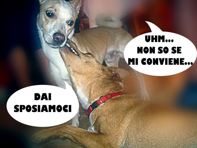 I dialoghi da cani: parte seconda