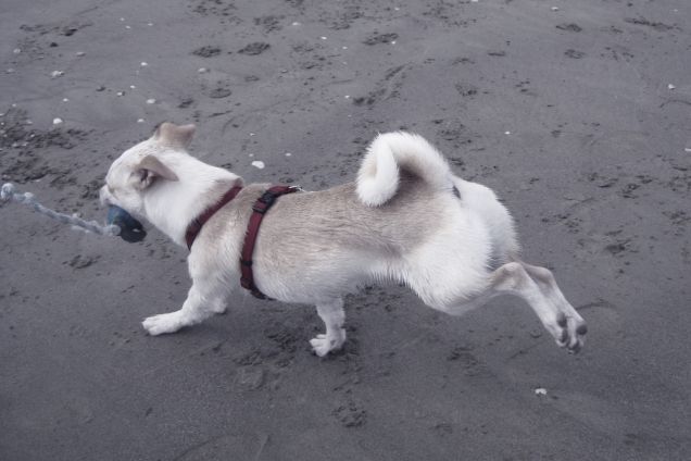 Camminando a due zampe