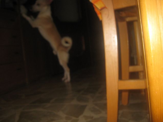 Cosa starà facendo il curiosone?