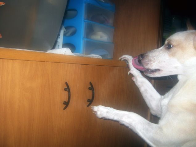 Pesciolini vorrei darvi un bacino