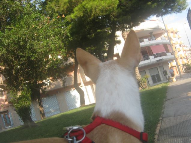 Aspetto l'altro cane per socializzare