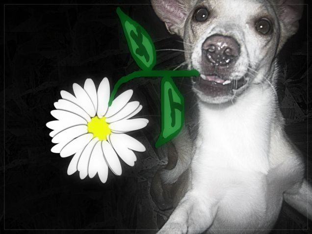 Il mio fiore più bello