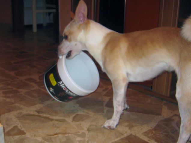 Porto il secchiello in giro per tutta casa