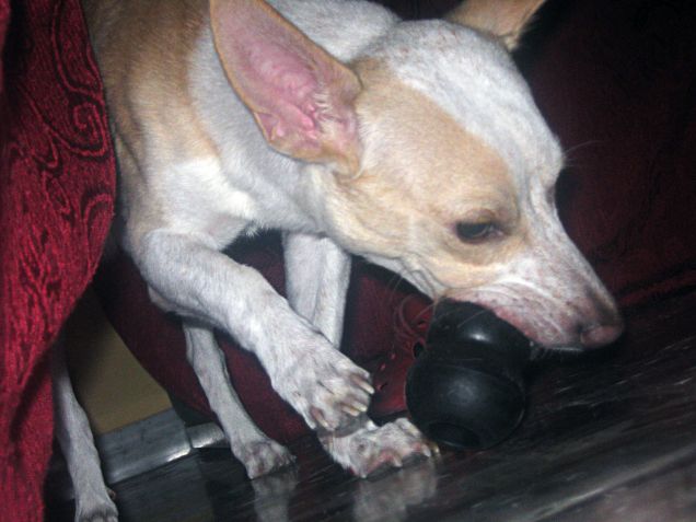 Non provare a toccare la mia pallina