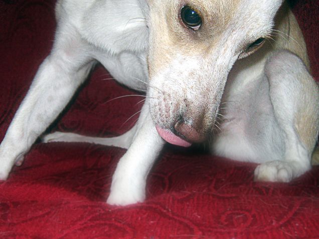 Poi esce la linguetta mentre voglio fargli impacchi di camomilla sull'occhietto...