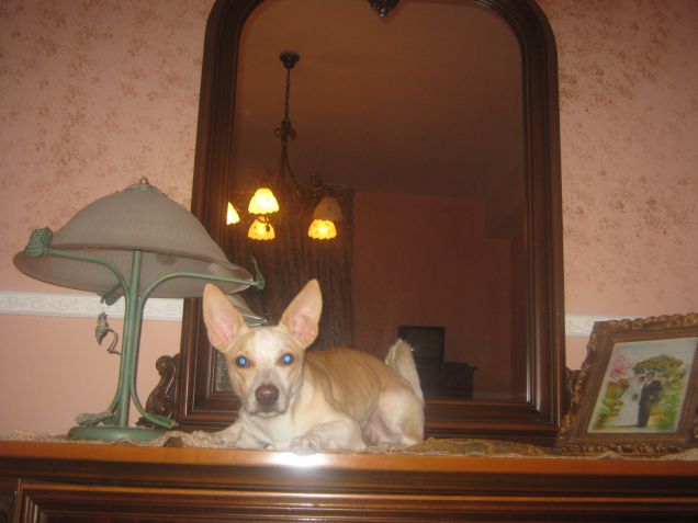 Il momento in cui mi rendo conto di avere un gatto