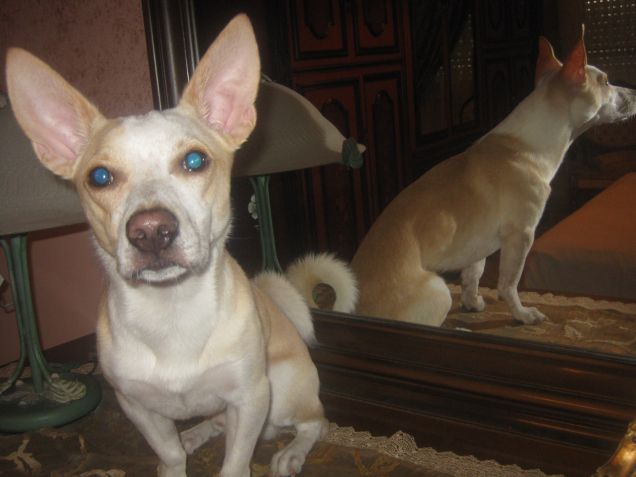 Perché vorresti dire che io non sono un gatto?