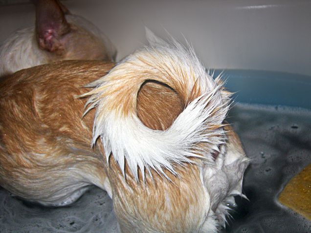 Coda bagnata e arruffata