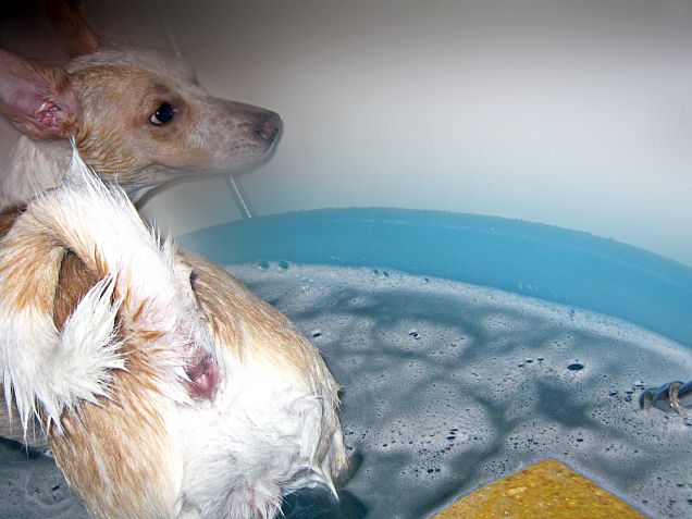 Ci dobbiamo fare belli e profumosi