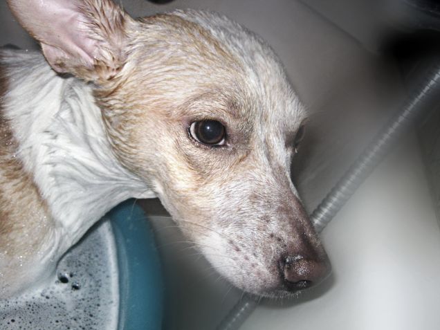 Musetto bagnato musetto fortunato