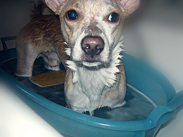 Oggi bagnetto, domani sono l'ospite speciale di Sharon