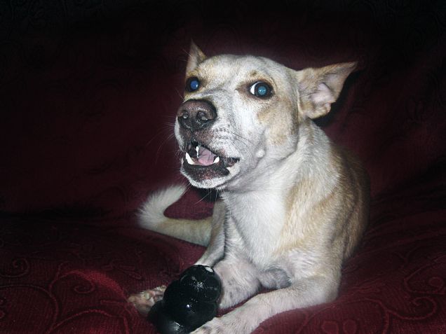 E ora che ho sopportato il bagnetto ti tocca giocare con me