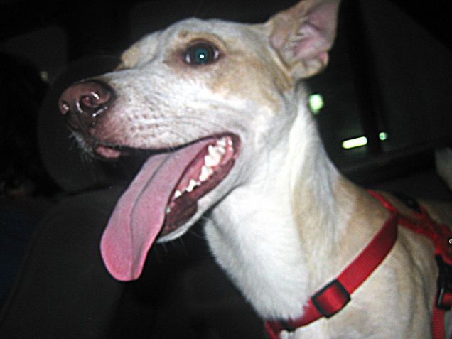 Da piccolo odiava l'auto, crescendo abbiamo trasformato la paura in felicità