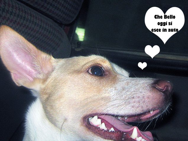 Cintura di sicurezza messa, si parte!