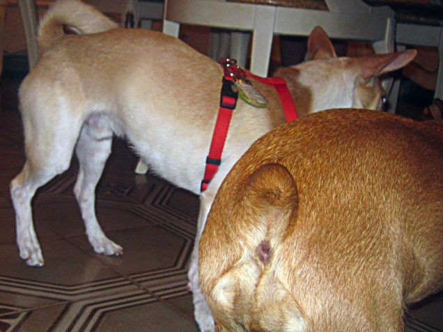 Si contendono la pallina