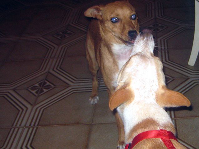 I piccoli della famiglia