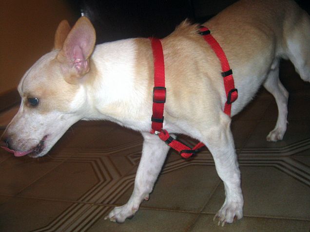 Troppo buono questo biscottino