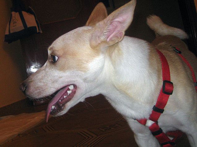 e va bene andiamo a 'sta cena con Sharon