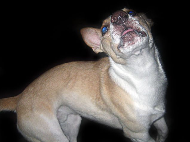 Il predatore: posizione di attacco