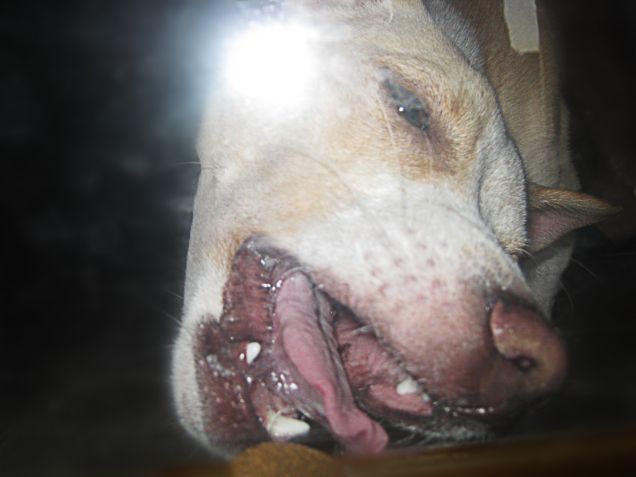 Problem Solving super azanzato: croccantino dietro al vetro della porta (l'altra anta è aperta)