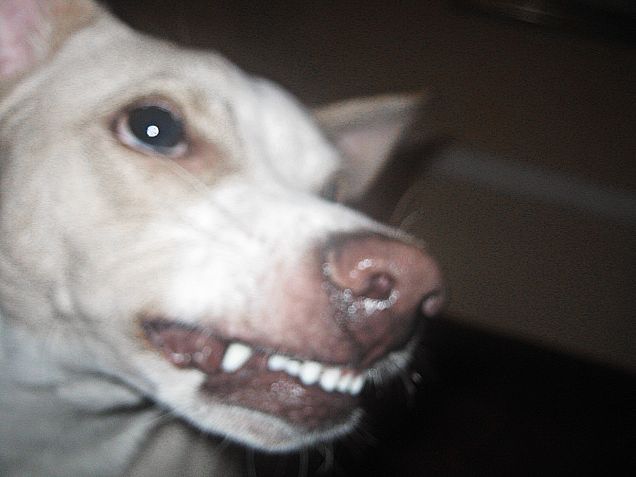 Ringhiando alla tv: immagini di un elefante :)