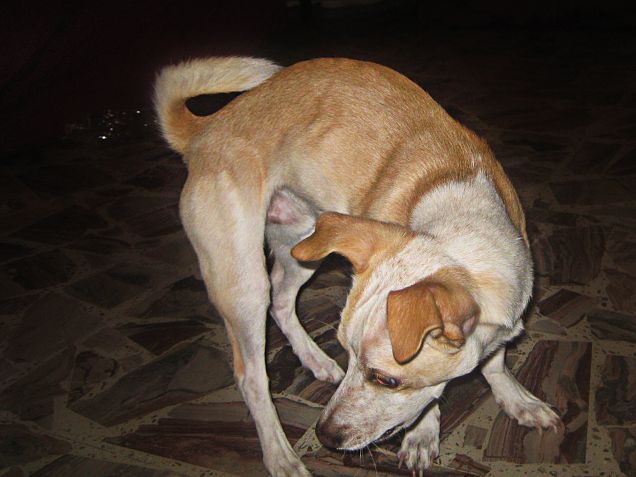 Modalità orecchie mobili: papà Jack Russell : 1 - mamma Volpina: 0