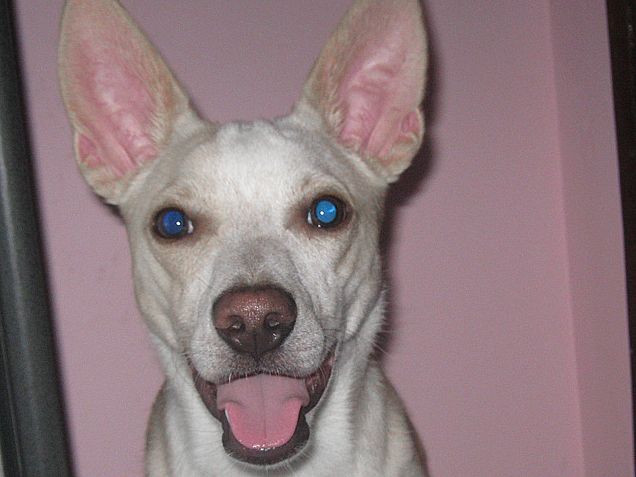 Orecchie tornate su e sorriso splendente :)