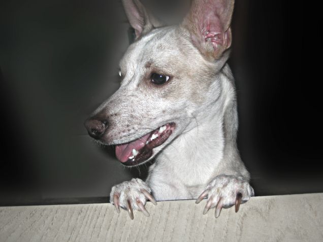 Cosa posso rubare dal tavolo in un attimo di distrazione?