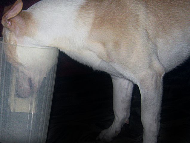 Ecco cosa ha rubato dal tavolo