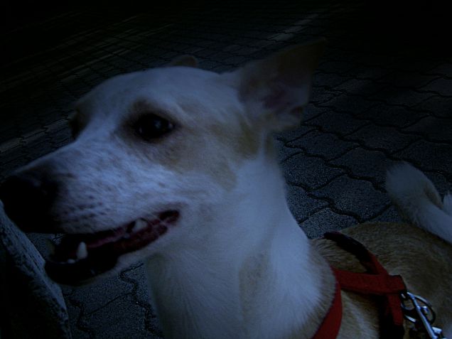 Mi illumini anche di sera gioia mia