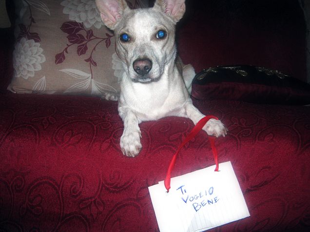 Ma come si fa a non amarli