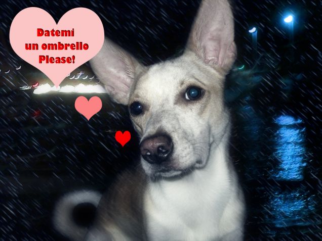 Un ombrellaio da queste parti?