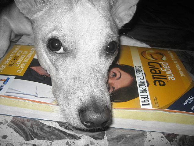 Dai  mamy ordiniamo carne per cena?