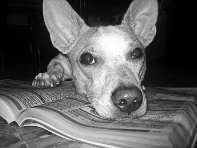 Uff non trovo il macellaio, ci sono troppi numeri