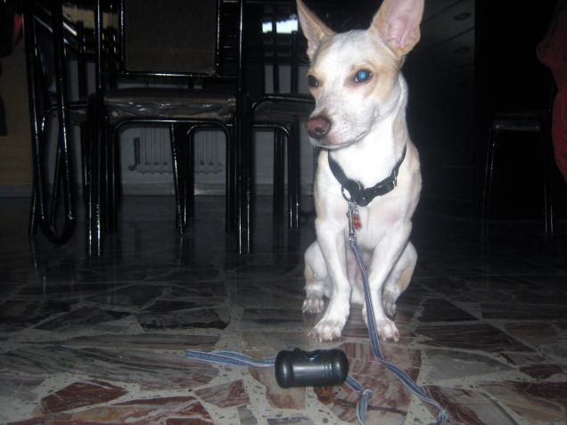 Offeso... perchè voglio uscire con la pettorina, non con il collare