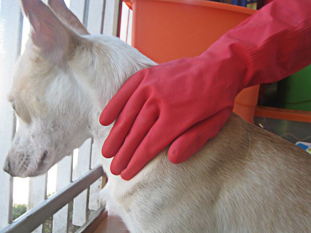 Ora passiamo il guanto per togliere altri peli