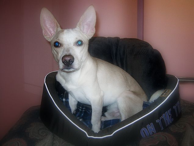 Il principe sul suo trono