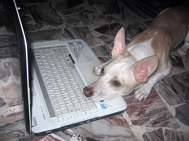 Uff ma nessuno è online