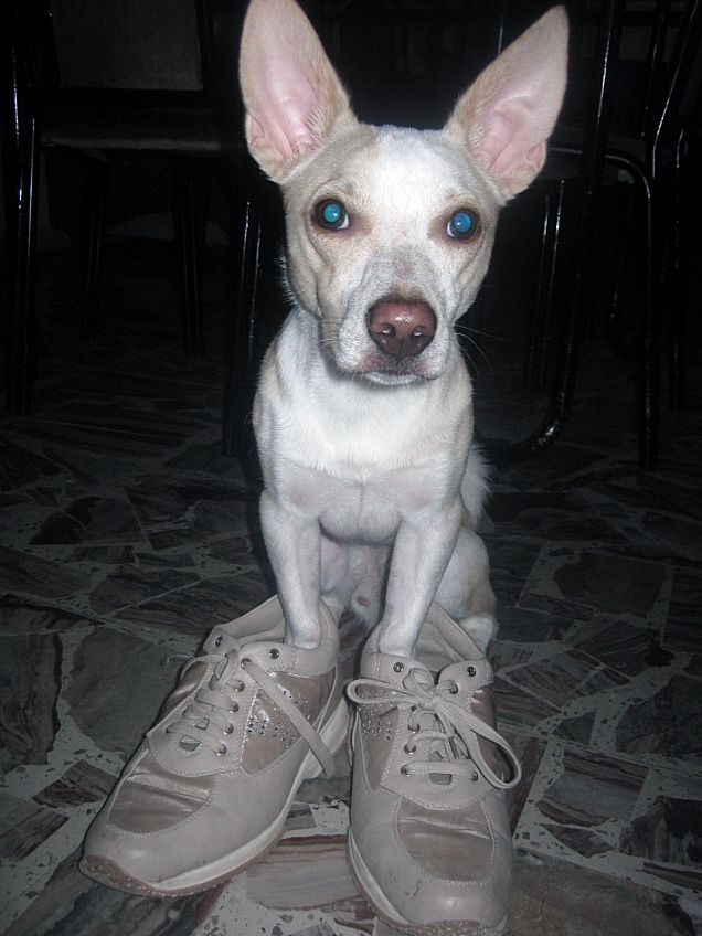 è così che usano gli umani le scarpe?