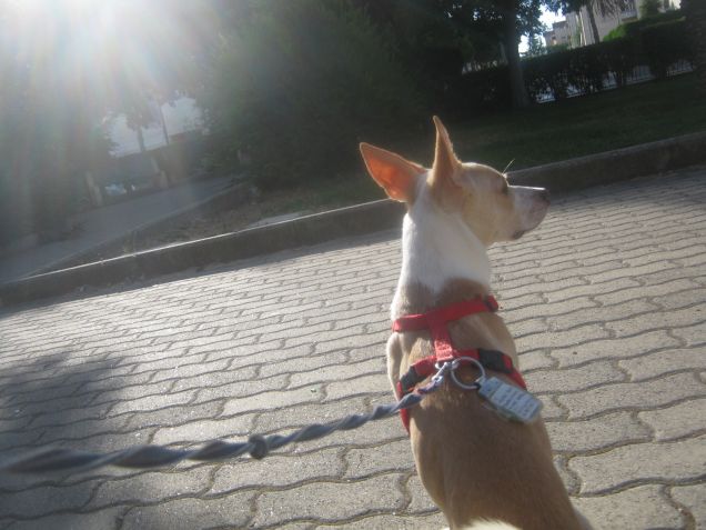 Non può vivere senza parco