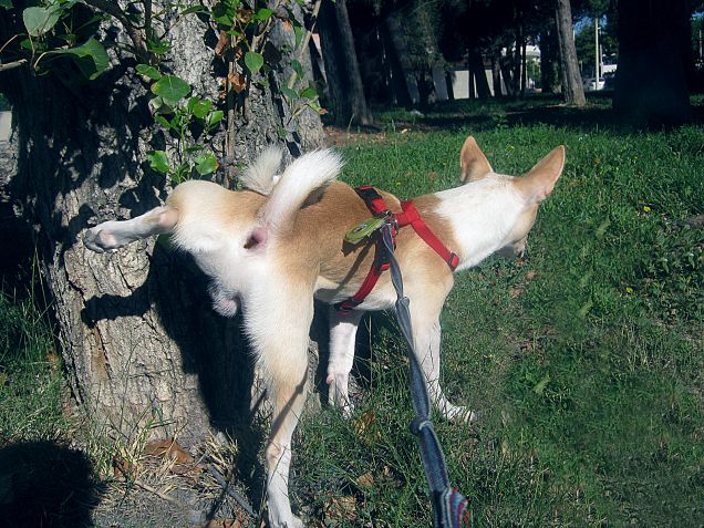 Ma è normale che fa la pupù come la pipì?